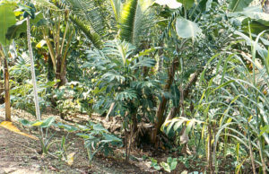 Agroforestry