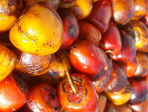 Chontaduro fruit