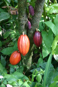 Cacao pods