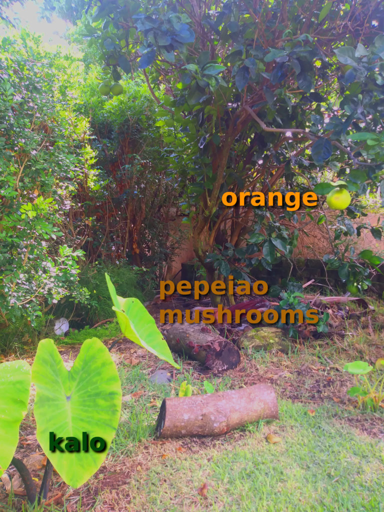 forest garden - orange pepeiao kalo