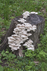 oyster mushrooms on tree stump