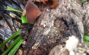 pepeiao mushroom
